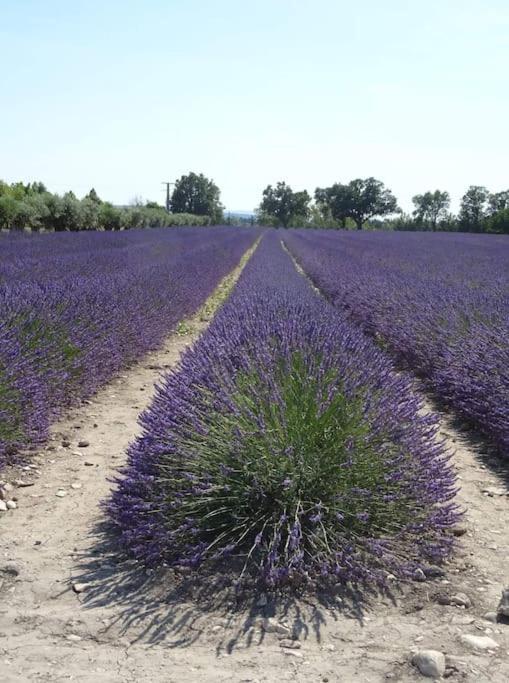 Bastidon Plein Sud Gordes Exterior foto